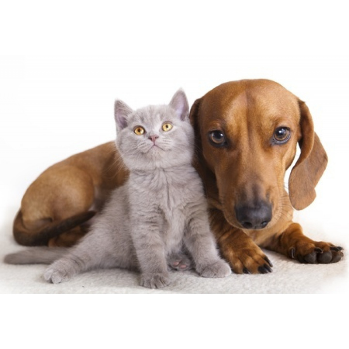 Očkovanie psov a mačiek