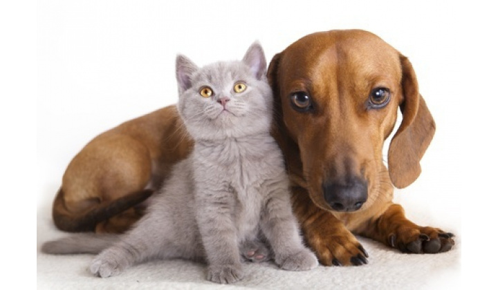 Očkovanie psov a mačiek