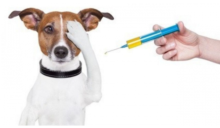 Očkovanie psov